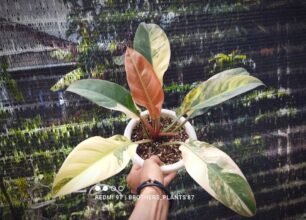 Philodendron Red Imperial Variegated [ Rare Plant Exclusive ] #uk #ebaysg