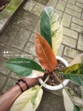 Philodendron Red Imperial Variegated [ Rare Plant Exclusive ] #uk #ebaysg