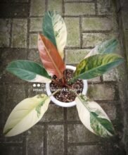 Philodendron Red Imperial Variegated [ Rare Plant Exclusive ] #uk #ebaysg