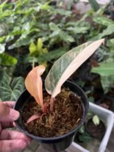 Philodendron Red Imperial Variegated123