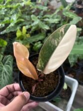 Philodendron Red Imperial Variegated123