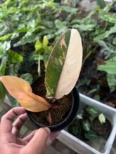 Philodendron Red Imperial Variegated123