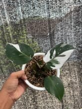 Philodendron White Knight – Shipping DHL Expres #wholesale