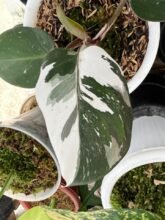 Philodendron White Knight – Shipping DHL Expres #wholesale