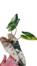 Philodendron ilsemanii Variegated. Free Phitosanitary + DHL Express1