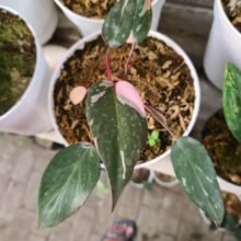 Philodendron pink princes Free Phytosanitary DHL Express