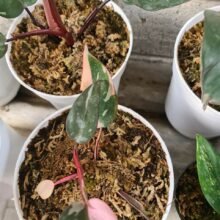 Philodendron pink princes Free Phytosanitary DHL Express