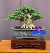 Premna Microphylla Bonsai – Good quality branches and roots. #japan #bonsaiworld