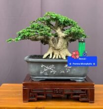 Premna Microphylla Bonsai – Good quality branches and roots. #japan #bonsaiworld