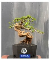 Premna Microphylla Bonsai89