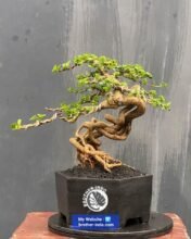 Premna Microphylla Bonsai89