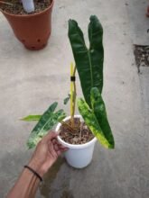 Real Pict,, Philodendron Billietiae Variegated 3-5