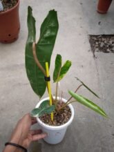 Real Pict,, Philodendron Billietiae Variegated 3-5