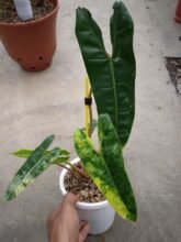 Real Pict,, Philodendron Billietiae Variegated 3-5