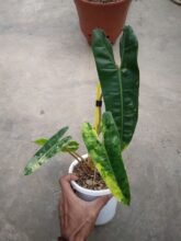 Real Pict,, Philodendron Billietiae Variegated 3-5