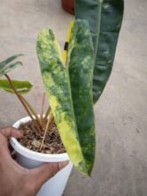 Real Pict,, Philodendron Billietiae Variegated 3-5