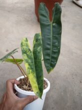 Real Pict,, Philodendron Billietiae Variegated 3-5