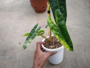 Real Pict,, Philodendron Billietiae Variegated 3-5