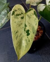 Real Pict,, Philodendron ilsemanii Variegated