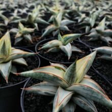 Sansevieria Blue Clone Variegated