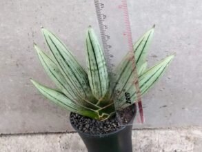 Sansevieria Boncel Platinum Cross