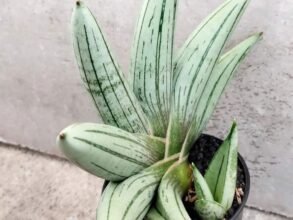 Sansevieria Boncel Platinum Cross