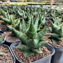 Sansevieria Hybrid Prabu [[ Real Picture ]] #japan #asia #ebaysg