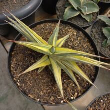 Sansevieria Johannesburg thailand1