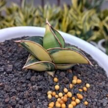 Sansevieria Rorida variegated [ Real Picture ]