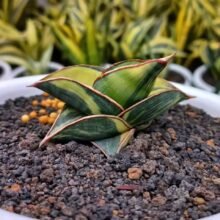 Sansevieria Rorida variegated [ Real Picture ]