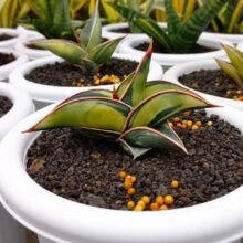 Sansevieria Rorida variegated [ Size Pot 13cm ] #japan #wholesale #asia #ebay_uk