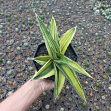 Sansevieria Samurai Dwarf Variegated 1