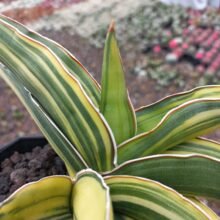 Sansevieria Samurai Dwarf Variegated 1