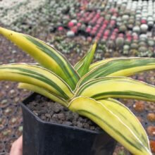 Sansevieria Samurai Dwarf Variegated [ real pict ] 23