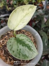 Scindapsus Exotica Variegated 3