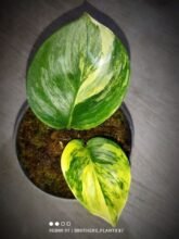 Scindapsus Rubicon Variegated.1