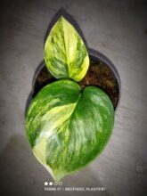 Scindapsus Rubicon Variegated.1