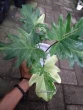 Thaumatophyllum Selloum Variegated Rooted6