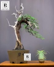 Vachellia Nilotica Bonsai