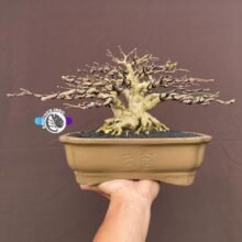 Wrightia Religiosa Bonsai