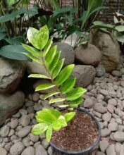 Zamioculcas Zamiifolia Variegated Good Rooted1